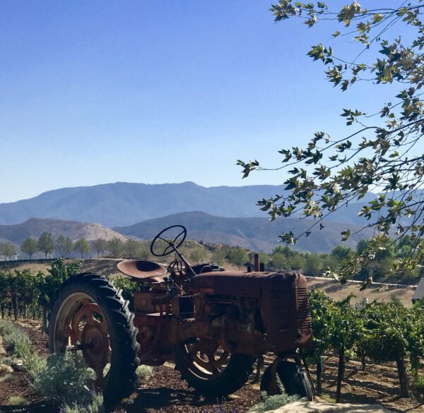 A tractor is parked in the middle of a vineyard.