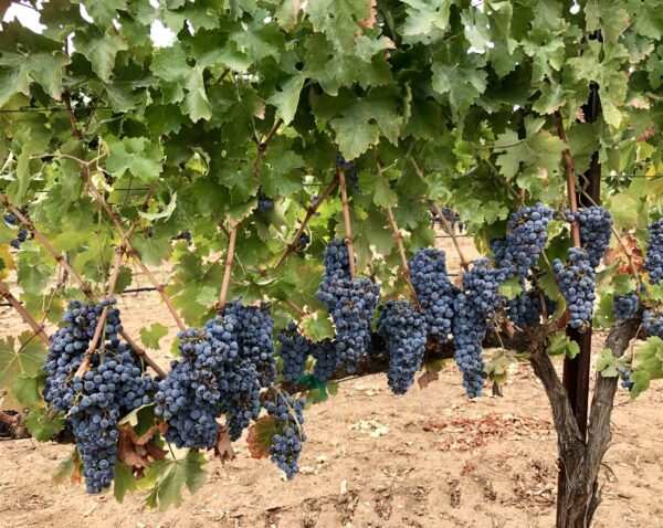 A tree with grapes hanging from it's branches.