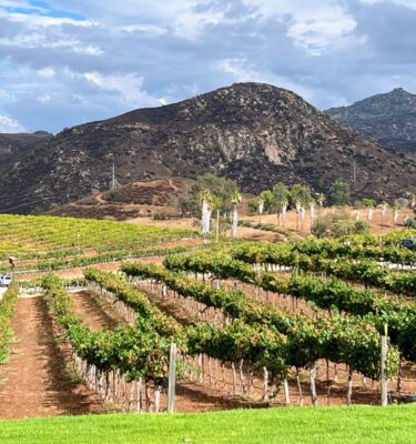 A vineyard with many rows of grapes in the middle.