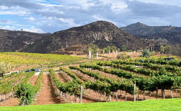 A vineyard with many rows of grapes in the middle.