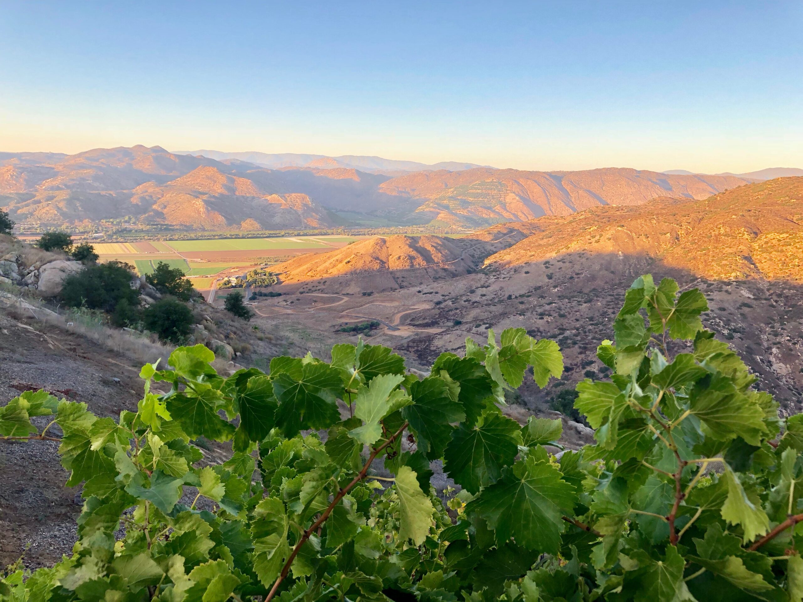 A view of the mountains from above with green leaves.